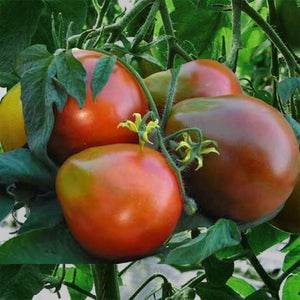 tomato japanese trifele organic - Gardening Plants And Flowers