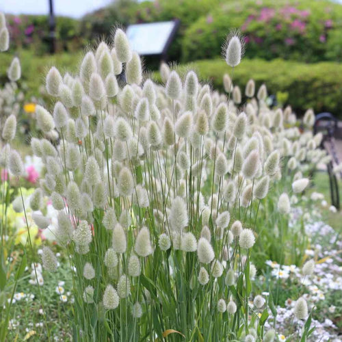 bunny tails seeds - Gardening Plants And Flowers