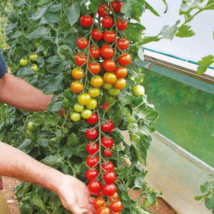 large cherry tomato - Gardening Plants And Flowers