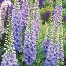 Load image into Gallery viewer, larkspurn delphinium consolida - Gardening Plants And Flowers