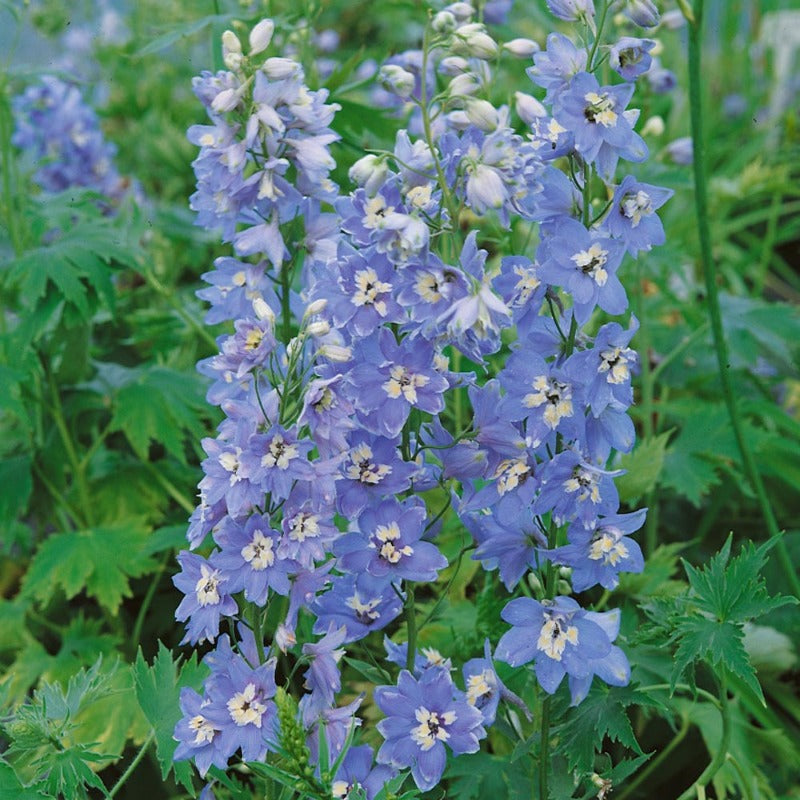 larkspur summer skies - Gardening Plants And Flowers