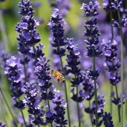 lavender seeds - Gardening Plants And Flowers