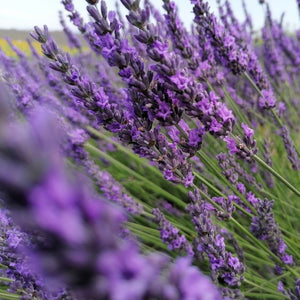 lavender seeds - Gardening Plants And Flowers