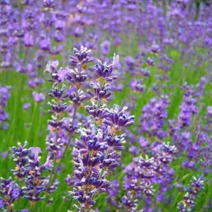 lavender flower - Gardening Plants And Flowers