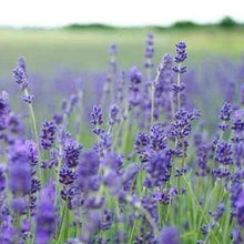Load image into Gallery viewer, lavender lavandula - Gardening Plants And Flowers
