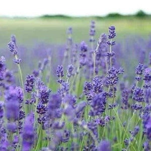 lavender lavandula - Gardening Plants And Flowers