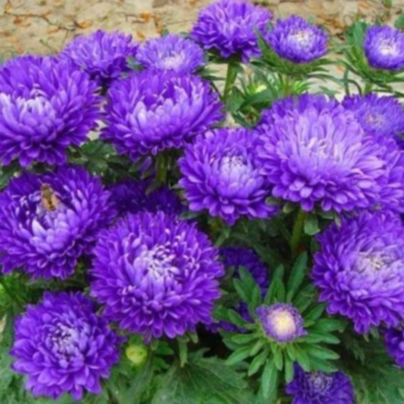 purple mums - Gardening Plants And Flowers