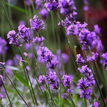 Load image into Gallery viewer, lavender seeds - Gardening Plants And Flowers