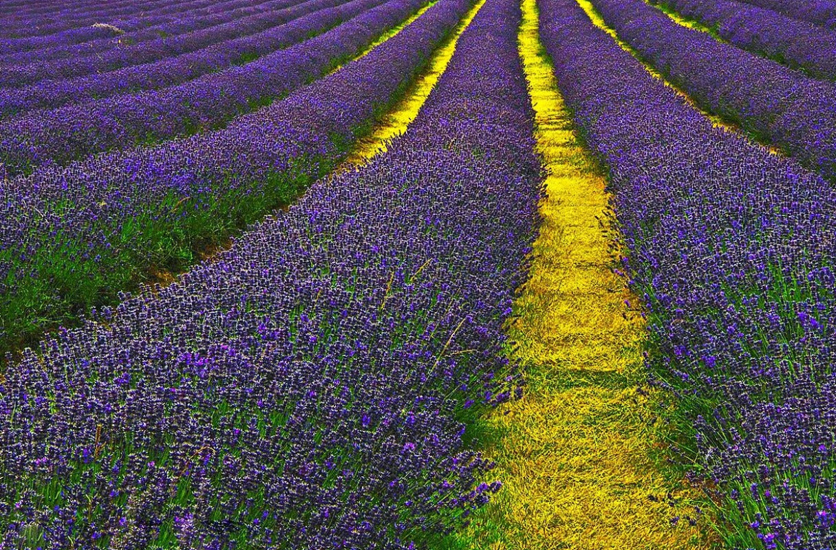 lavender plants - Gardening Plants And Flowers