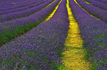 Load image into Gallery viewer, lavender plants - Gardening Plants And Flowers