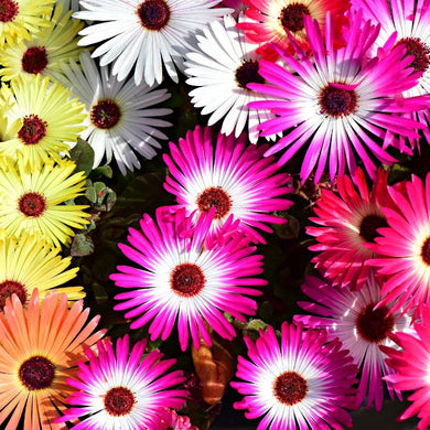 livingstone daisy - Gardening Plants And Flowers