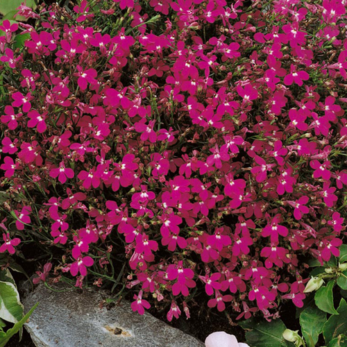 lobelia ground cover - Gardening Plants And Flowers