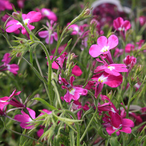lobelia rosamond seeds - Gardening Plants And Flowers