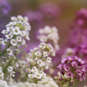 lobularia maritima - Gardening Plants And Flowers