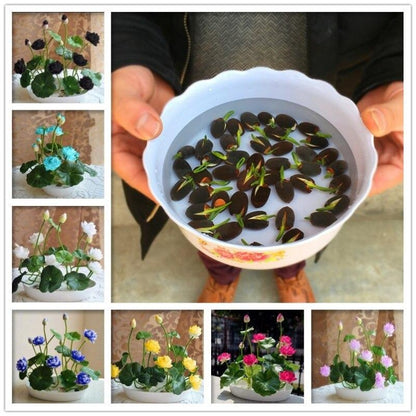 planting lotus seeds indoors Sacred Lotus Seeds