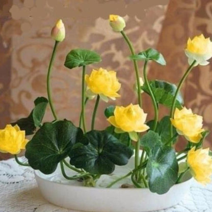 mini lotus flower seeds Sacred Lotus Seeds