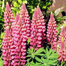 Load image into Gallery viewer, lupine seeds - Gardening Plants And Flowers