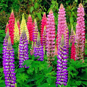 lupine - Gardening Plants And Flowers