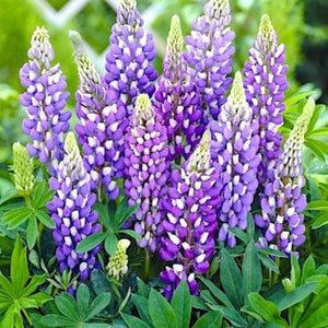 Lupine Plant - Gardening Plants And Flowers
