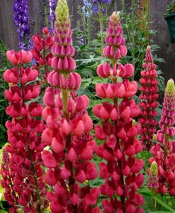 lupine seeds - Gardening Plants and Flowers