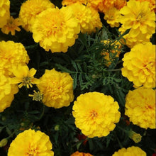 Load image into Gallery viewer, marigold perennial - Gardening Plants And Flowers