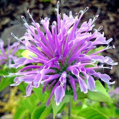 wild bergamot seeds - Gardening Plants And Flowers