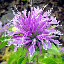 Load image into Gallery viewer, wild bergamot seeds - Gardening Plants And Flowers