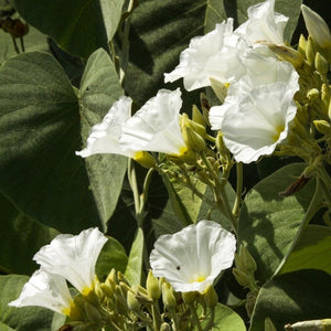 moonflower seeds - Gardening Plants And Flowers