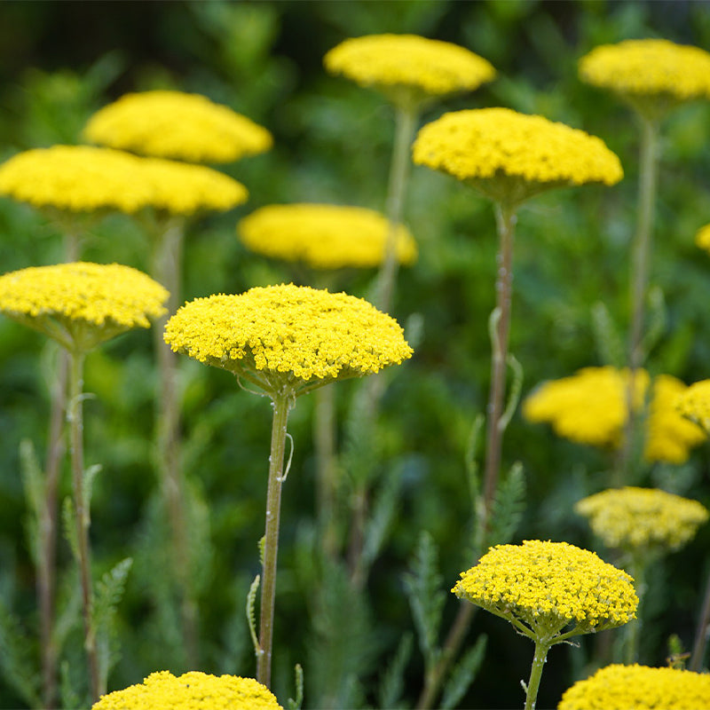 Achillea Filipendulina Parker - Gardening Plants And Flowers