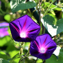 Load image into Gallery viewer, morning glory flower seeds - Gardening Plants And Flowers