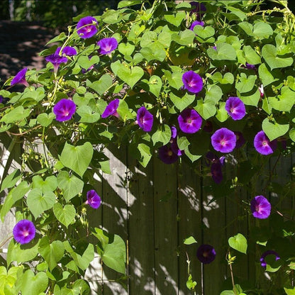 ipomoea alba - Gardening Plants And Flowers