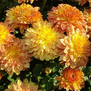 mums - Gardening Plants And Flowers