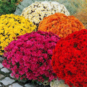 chrysanthemum mix - Gardening Plants And Flowers