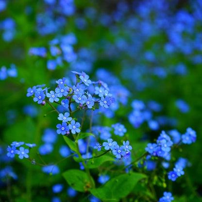 myosotis sylvatica seeds - Gardening Plants And Flowers