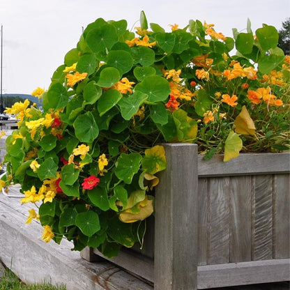 tropaeolum - Gardening Plants And Flowers