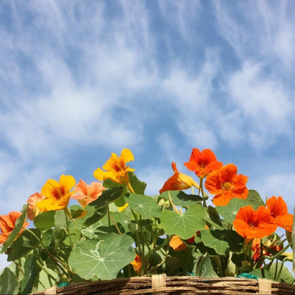 nasturtiums - Gardening Plants and Flowers