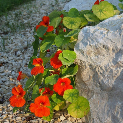 nasturtium seeds - Gardening Plants And Flowers