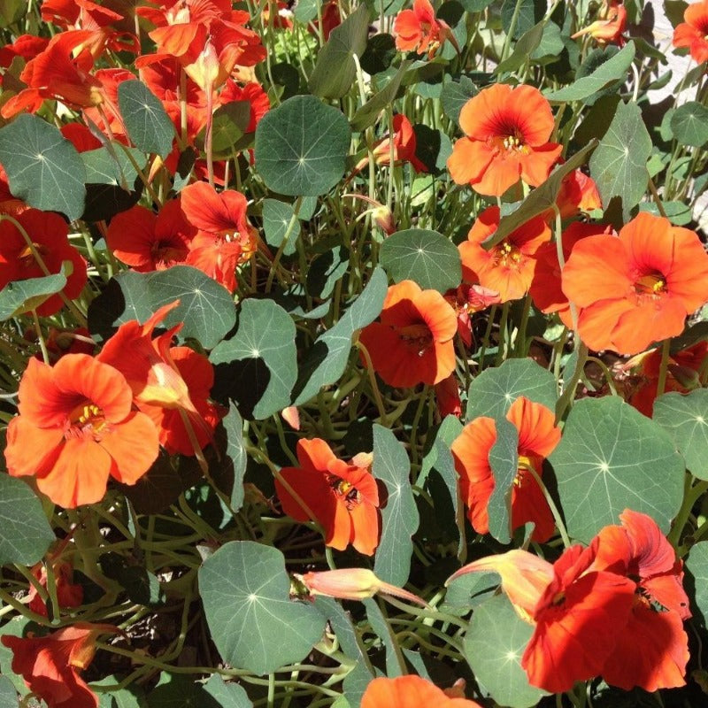 jewel mix nasturtium - Gardening Plants And Flowers