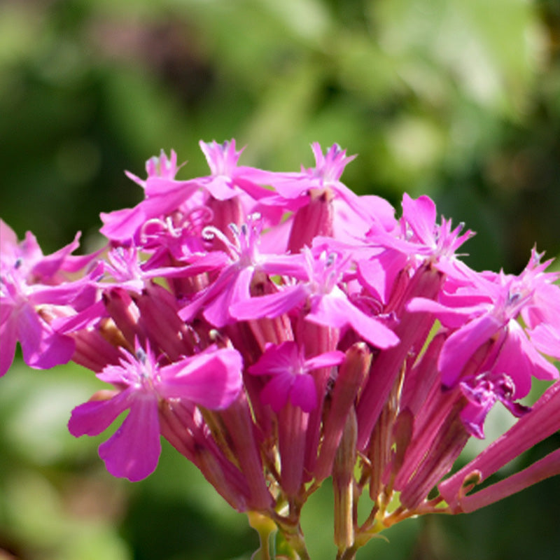 nodding catchfly - Gardening Plants And Flowers