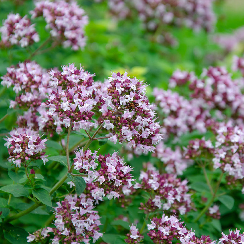 oregano - Gardening Plants And Flowers