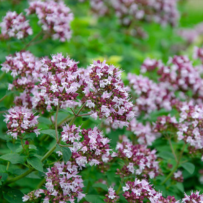 oregano - Gardening Plants And Flowers