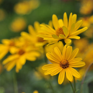  oxeye flower - Gardening Plants And Flowers