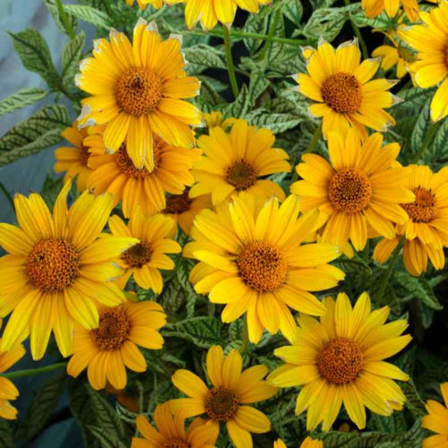 heliopsis - Gardening Plants And Flowers