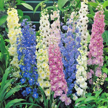 Load image into Gallery viewer, pacific giant delphinium seeds - Gardening Plants And Flowers