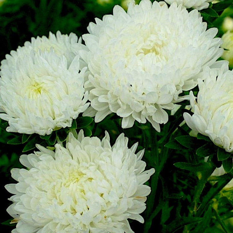 white chrysanthemum - Gardening Plants And Flowers