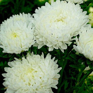 Chrysanthemum Perennial Flower Ground Cover - Gardening Plants And Flowers