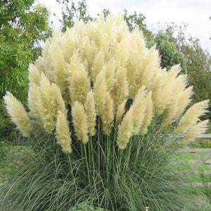 pampas grass seeds - Gardening Plants And Flowers