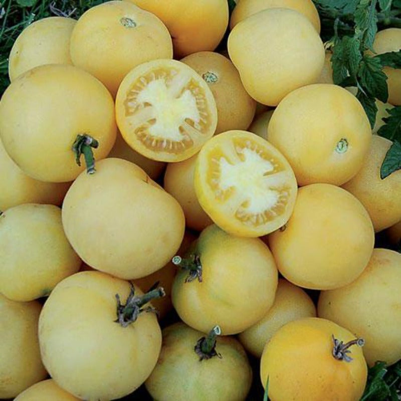 wapsipinicon peach tomato seeds - Gardening Plants And Flowers