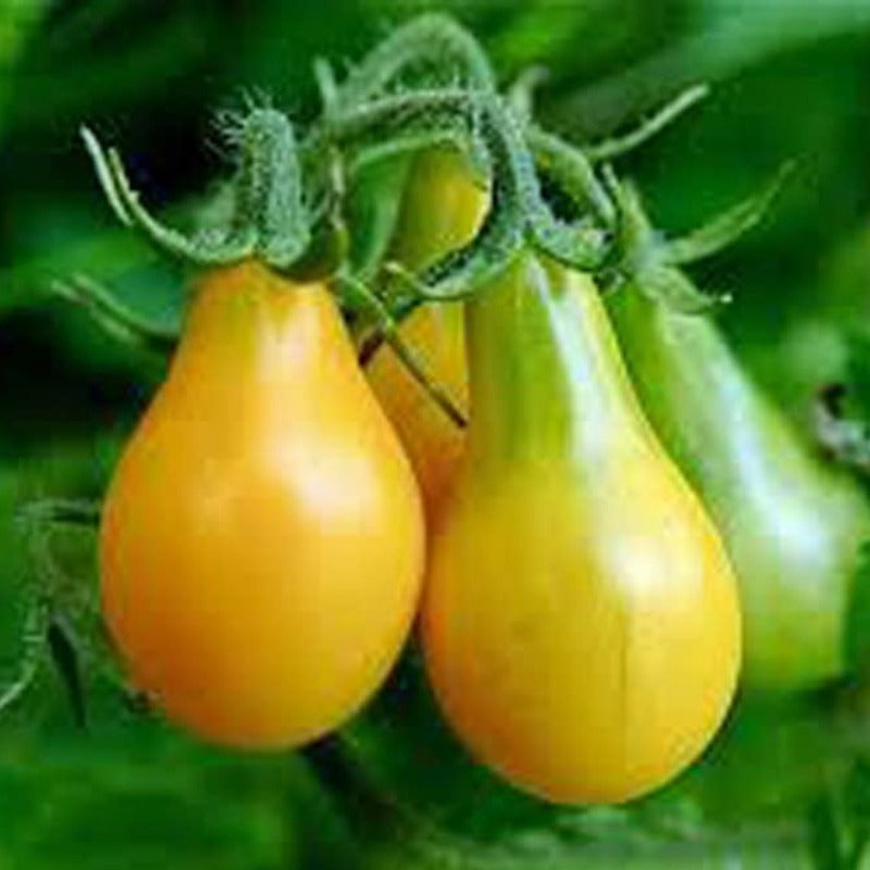 tomato yellow - Gardening Plants And Flowers