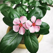 Load image into Gallery viewer, catharanthus roseus seeds - Gardening Plants And Flowers